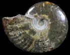 Bargain Polished, Agatized Ammonite - Madagascar #59890-1